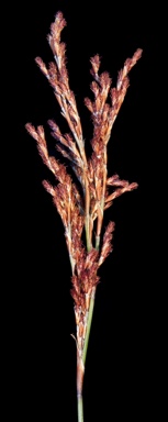 APII jpeg image of Leptocarpus laxus  © contact APII