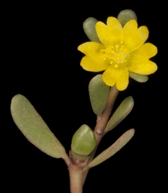 APII jpeg image of Portulaca sp.  © contact APII