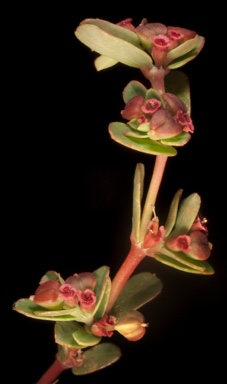 APII jpeg image of Euphorbia sp.  © contact APII