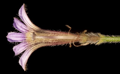APII jpeg image of Scaevola parvifolia  © contact APII