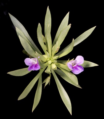 APII jpeg image of Lindernia myoporoides  © contact APII