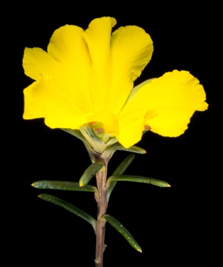 APII jpeg image of Hibbertia robur  © contact APII