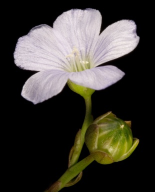 APII jpeg image of Linum marginale  © contact APII