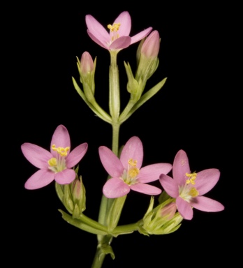 APII jpeg image of Centaurium sp.  © contact APII