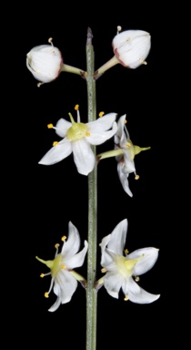 APII jpeg image of Psammomoya grandiflora  © contact APII
