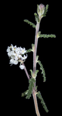 APII jpeg image of Commersonia densiflora  © contact APII