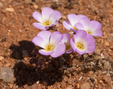 APII jpeg image of Calandrinia translucens  © contact APII