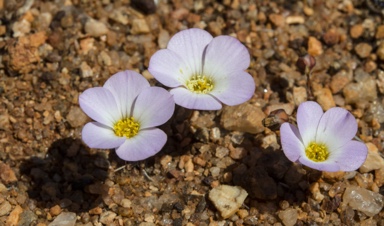 APII jpeg image of Calandrinia translucens  © contact APII