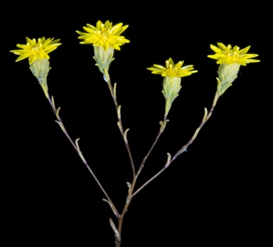 APII jpeg image of Erymophyllum sp.  © contact APII