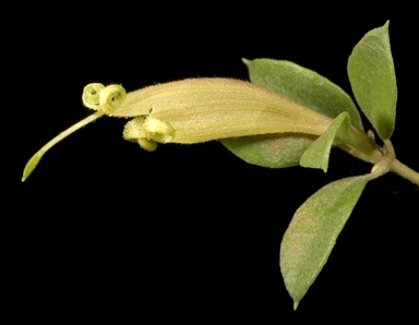 APII jpeg image of Lambertia rariflora subsp. lutea  © contact APII