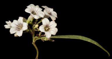 APII jpeg image of Duboisia hopwoodii  © contact APII
