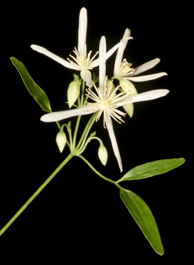 APII jpeg image of Clematis linearifolia  © contact APII
