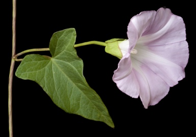 APII jpeg image of Calystegia sepium  © contact APII