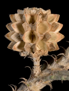 APII jpeg image of Casuarina equisetifolia  © contact APII