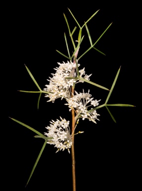 APII jpeg image of Grevillea biternata  © contact APII