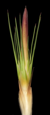 APII jpeg image of Baxteria australis  © contact APII