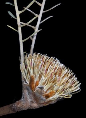 APII jpeg image of Banksia sp. Jingaring  © contact APII