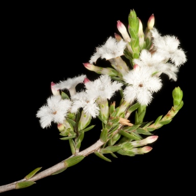 APII jpeg image of Leucopogon sp. Great Southern (R.S.Cowan A586)  © contact APII