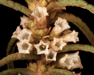 APII jpeg image of Symonanthus aromaticus  © contact APII