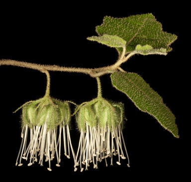 APII jpeg image of Chorilaena quercifolia  © contact APII