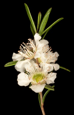 APII jpeg image of Paragonis grandiflora  © contact APII