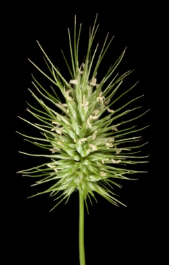 APII jpeg image of Echinopogon ovatus  © contact APII