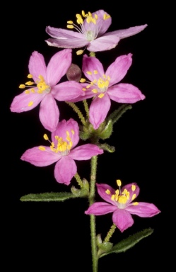 APII jpeg image of Asterolasia grandiflora  © contact APII