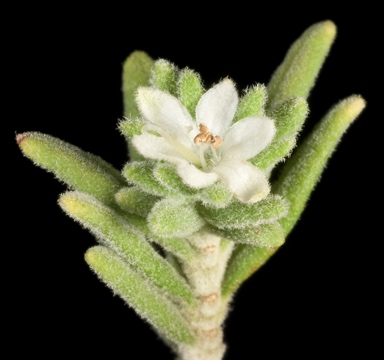 APII jpeg image of Teucrium disjunctum  © contact APII