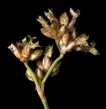 APII jpeg image of Hopkinsia anoectocolea  © contact APII