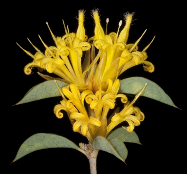 APII jpeg image of Lambertia ilicifolia  © contact APII