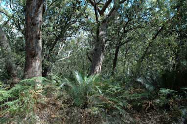 APII jpeg image of Macrozamia communis  © contact APII