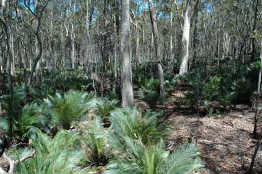 APII jpeg image of Macrozamia communis  © contact APII