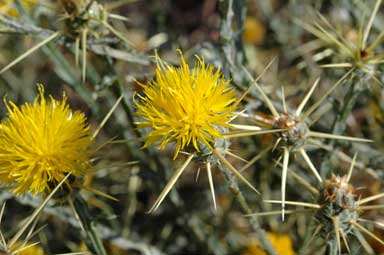 APII jpeg image of Centaurea solstitialis  © contact APII