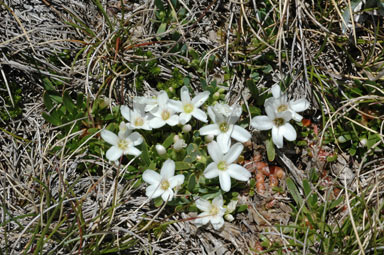 APII jpeg image of Neopaxia australasica  © contact APII