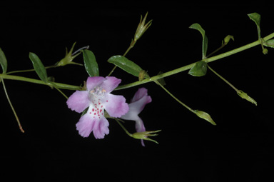 APII jpeg image of Hemigenia pedunculata  © contact APII