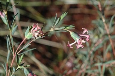 APII jpeg image of Pimelea stricta  © contact APII