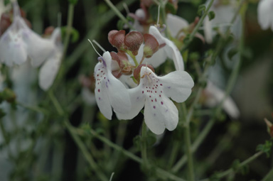 APII jpeg image of Prostanthera prostrantheroides  © contact APII