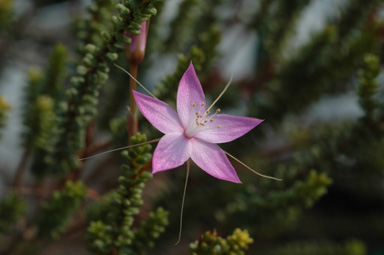 APII jpeg image of Calytrix duplistipulata  © contact APII