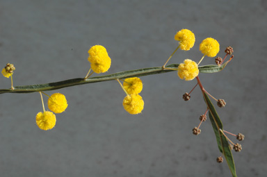 APII jpeg image of Acacia applanata  © contact APII