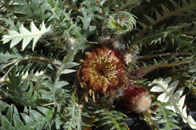 APII jpeg image of Banksia dallanneyi var. mellicula  © contact APII
