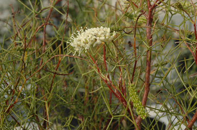 APII jpeg image of Grevillea minutiflora  © contact APII