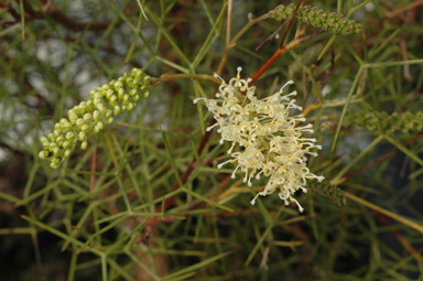 APII jpeg image of Grevillea minutiflora  © contact APII