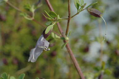 APII jpeg image of Prostanthera ringens  © contact APII