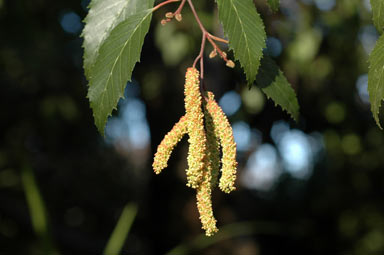 APII jpeg image of Alnus jorullensis  © contact APII