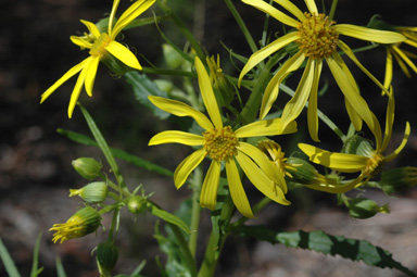 APII jpeg image of Senecio macranthus  © contact APII