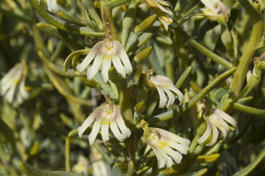 APII jpeg image of Scaevola collaris  © contact APII