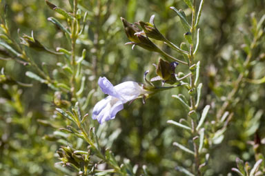 APII jpeg image of Eremophila pustulata  © contact APII