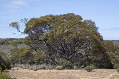 APII jpeg image of Eucalyptus yalatensis  © contact APII