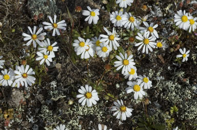 APII jpeg image of Brachyscome iberidifolia  © contact APII