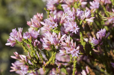 APII jpeg image of Andersonia parvifolia  © contact APII